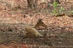 Burmese brow-antlered deer