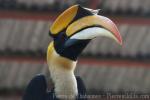 Great hornbill