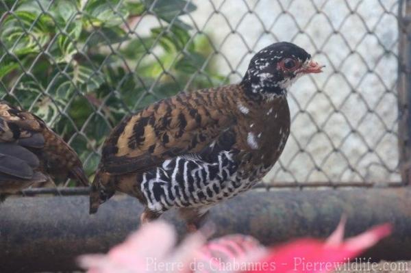 Red-billed partridge