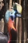 Northern cassowary