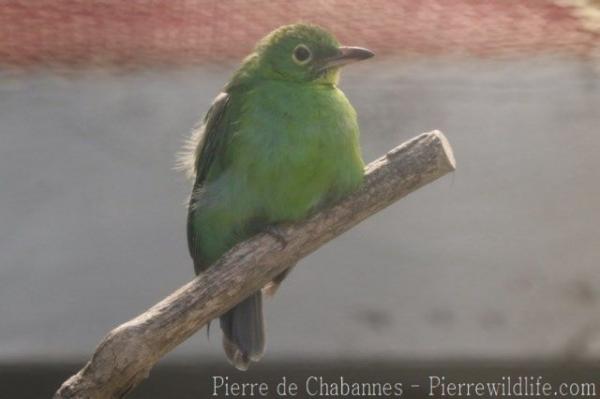 Greater green leafbird