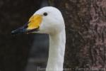 Whooper swan