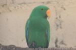 Eclectus parrot