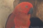 Eclectus parrot