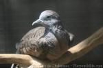 Zebra dove