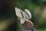 Malaysian flower mantis