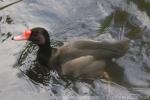 Rosy-billed pochard