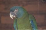 Blue-headed macaw