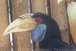 Wreathed hornbill