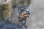 African crowned eagle