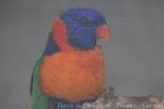 Red-collared lorikeet