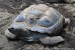 Aldabra giant tortoise