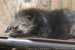 Sumatran binturong