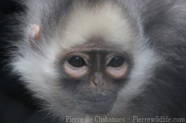 Mitred leaf-monkey