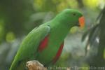 Eclectus parrot