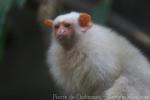 Silvery marmoset