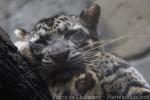 Sunda clouded leopard