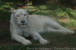 East-African (Transvaal) lion