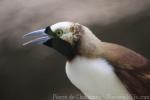 Lesser bird-of-paradise