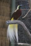 Lesser bird-of-paradise