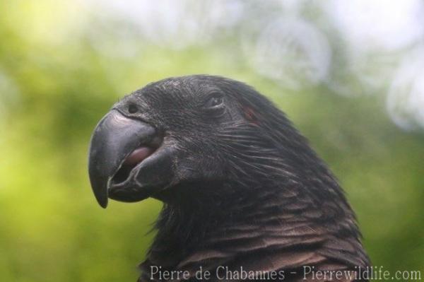 Pesquet's parrot