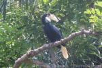 Wreathed hornbill