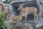 Aoudad