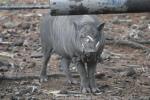 Sulawesi babirusa