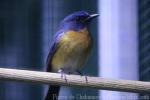 Mangrove blue-flycatcher