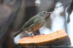 Javan grey-throated white-eye