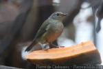 Javan grey-throated white-eye