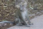 Crab-eating macaque