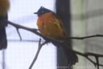 Ruby-throated bulbul