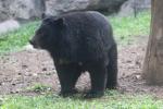 Asian black bear