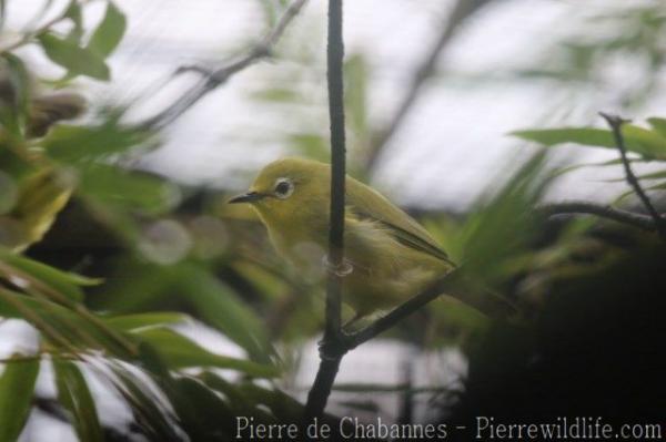 Javan white-eye