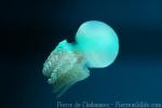 Flagellate jellyfish