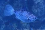 Scribbled leatherjacket filefish