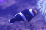 Sebae anemonefish