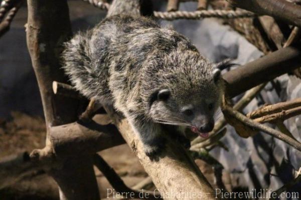 Javan binturong