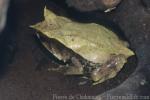 Malayan horned frog