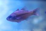 Spotted-gill cardinalfish