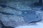 Broad cowtail ray