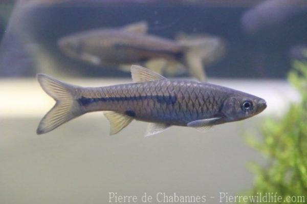 Javan triplespot rasbora