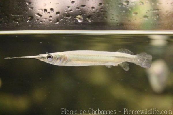 Duncker's river garfish