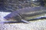 Atlantic sturgeon