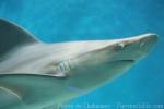 Sandbar shark