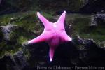 Antarctic sea star