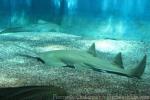 Longcomb sawfish