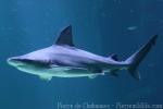 Sandbar shark