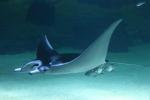 Giant manta